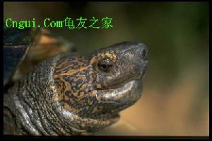 冠背龜