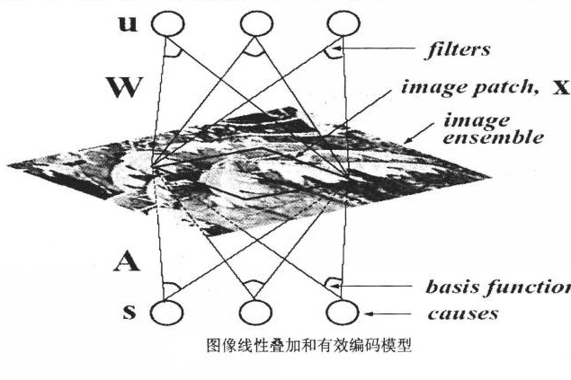 有效編碼假設