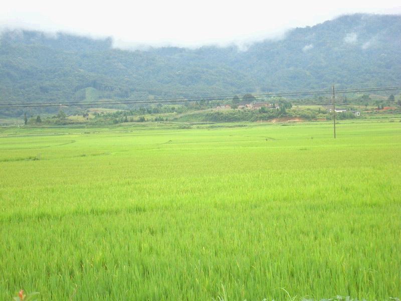 芒旦一社村