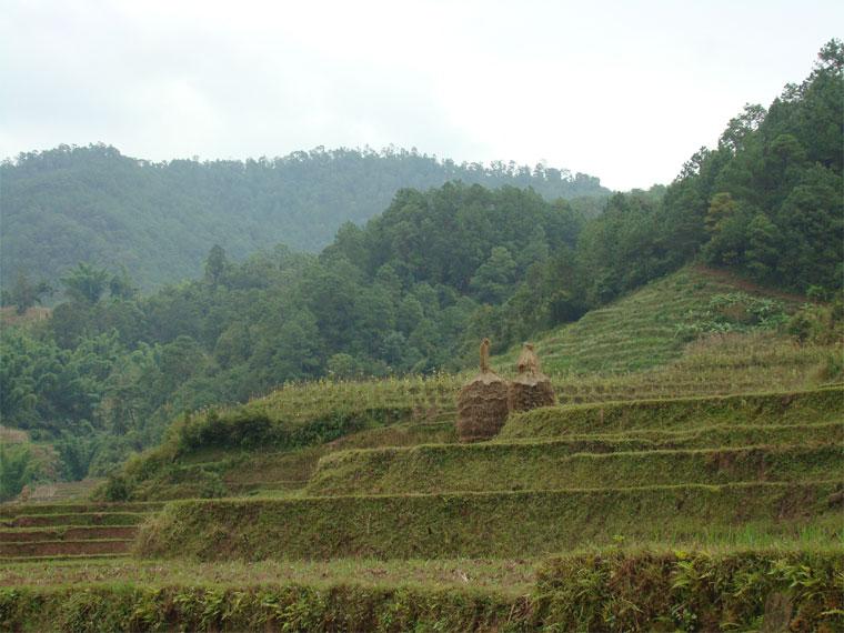 桃子樹自然村