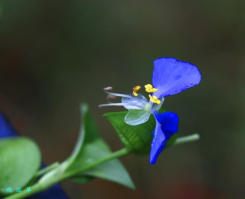 小花鴨趾草