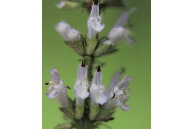 Salvia rosmarinus \x27Blue Rain\x27