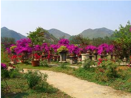 貴州西南植物園