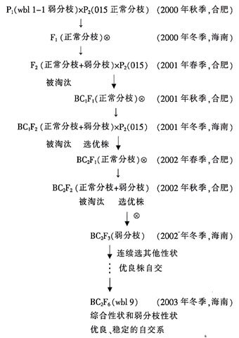 弱分枝西瓜wbl9