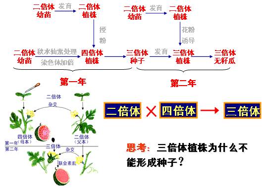 低溫誘導染色體加倍