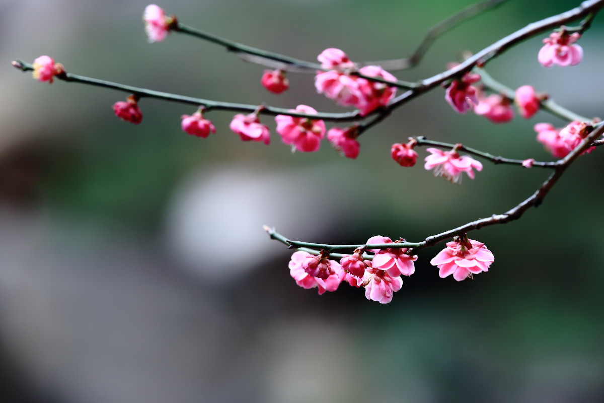 山梅花根皮(山梅花根皮)