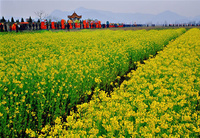 桐浦油菜花