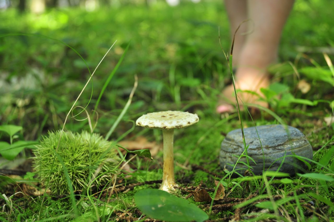 永嘉荊州板栗