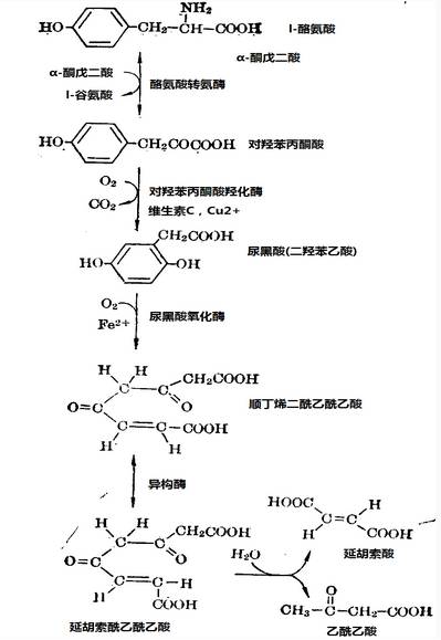 酪氨酸