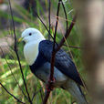 黑斑果鳩