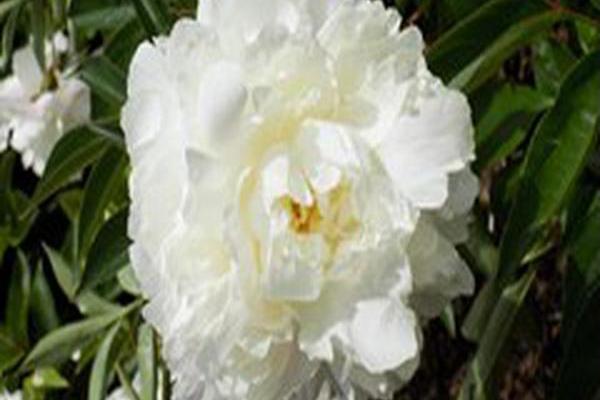 Paeonia lactiflora \x27Angel Cheeks\x27