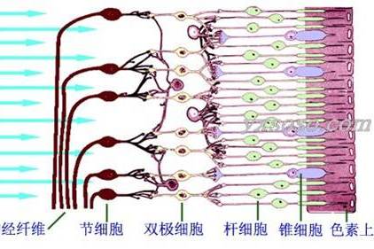 視感覺單位