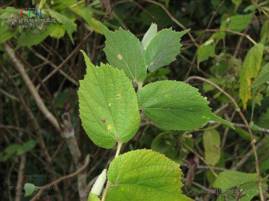 粘毛山芝麻