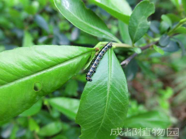 周叢生物(著生生物)