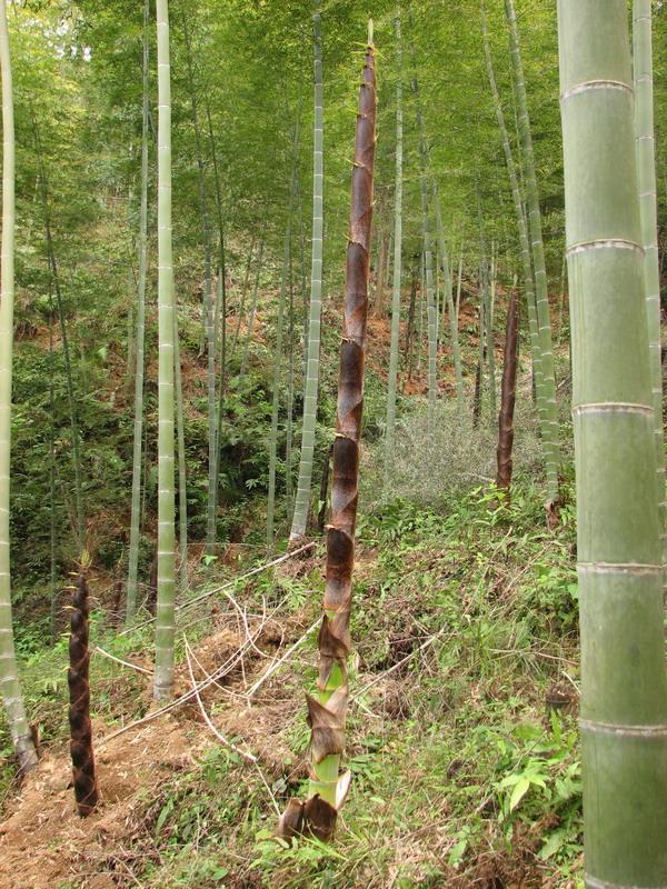 竹筍