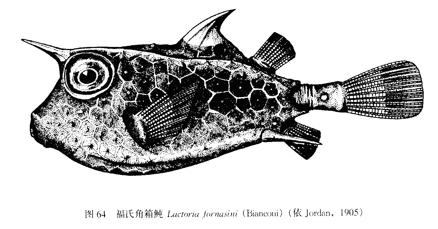 福氏角箱魨