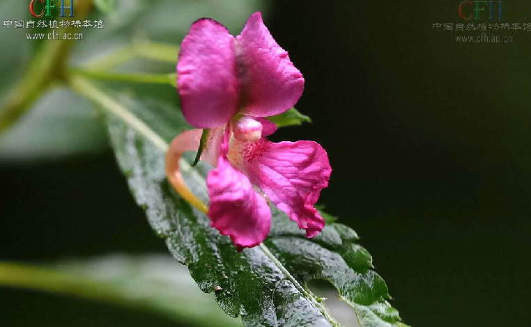 睫毛萼鳳仙花