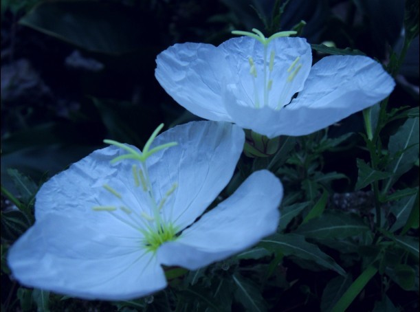 高原芥屬