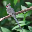 藍枕鼠鳥