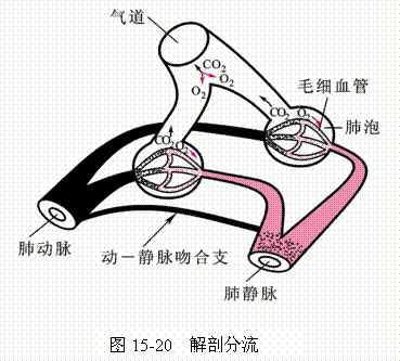 解剖分流