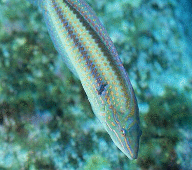 花鰭海豬魚