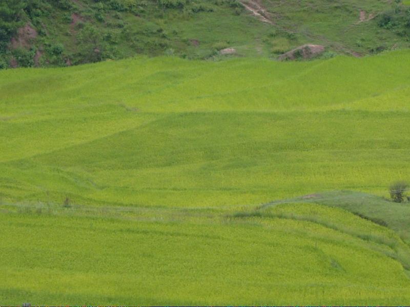 水稻種植