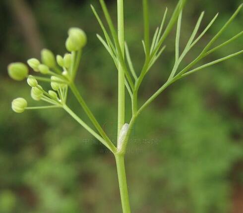 全葉山芹(植物)