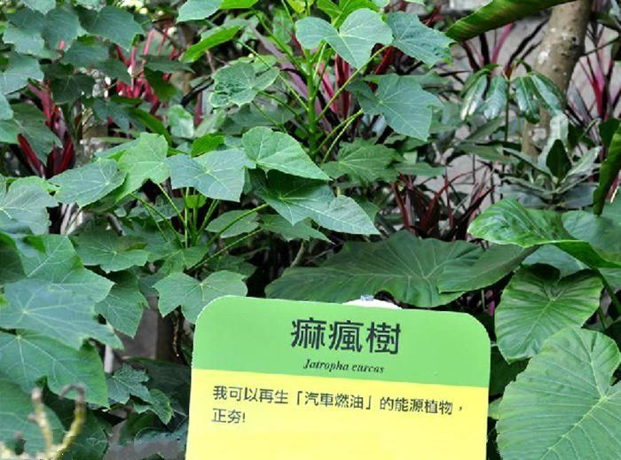 小桐子鶴慶家系20號