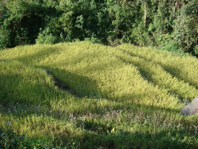 芒回拉祜寨自然村