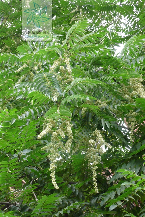 陝西香椿（變種）