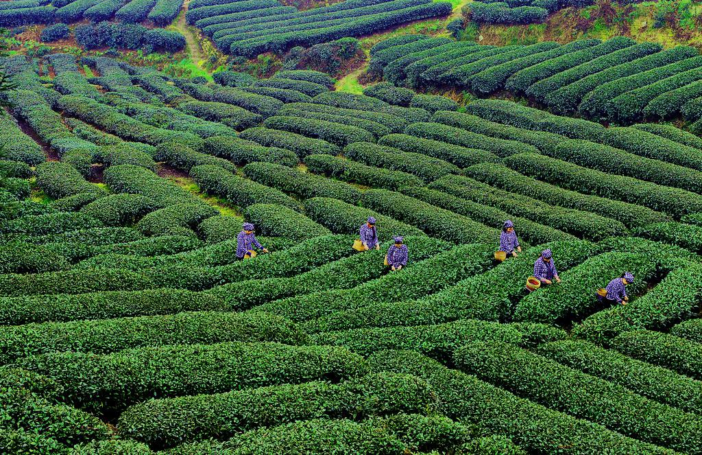 邛崍黑茶