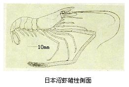 日本沼蝦雄性側面