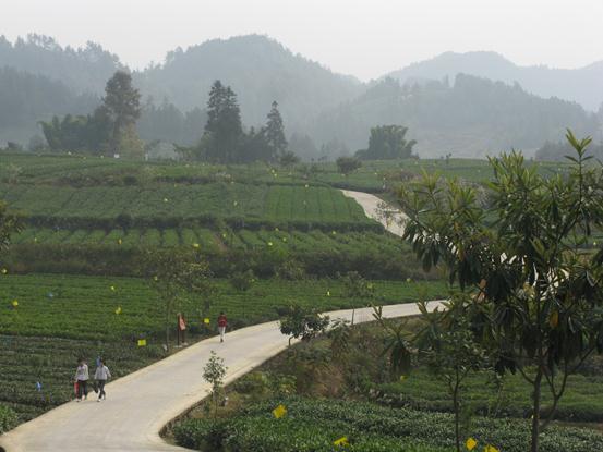 壩沖村(雲南楚雄市大地基鄉下轄村)