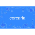 cercaria