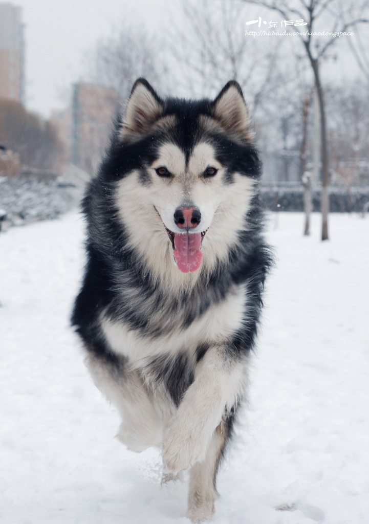 雪橇三傻