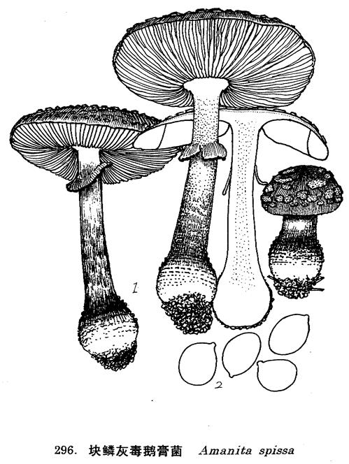 塊鱗灰毒鵝膏菌