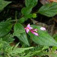 翅莖蜂鬥草(野牡丹科蜂鬥草屬植物)