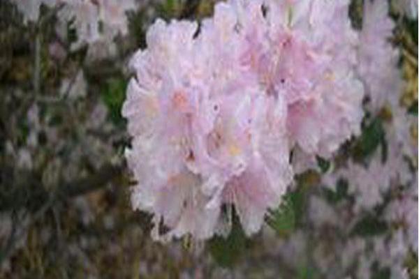 Rhododendron myrtifolium