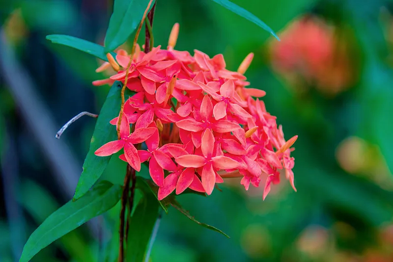 龍船花(賣子木)