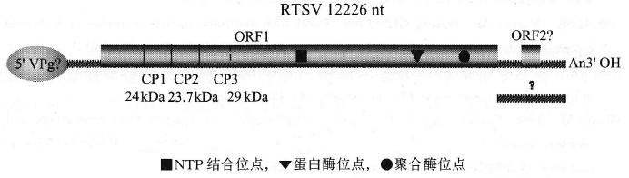 水稻東格魯球狀病毒的基因組及其產物