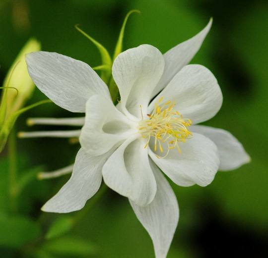 白花耬斗菜