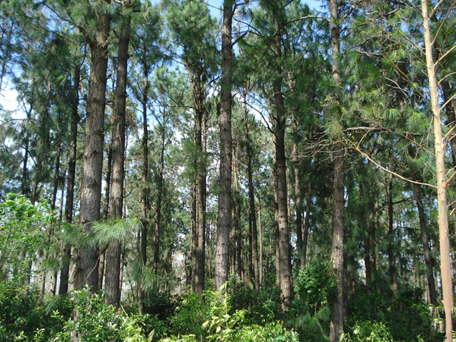 加勒比松(古巴松)