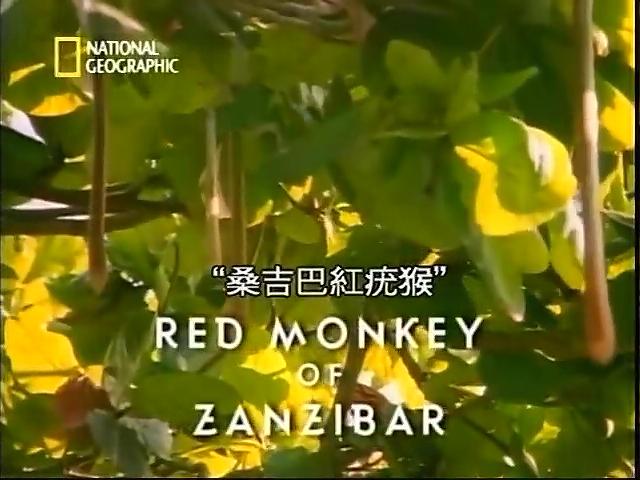 桑吉巴紅疣猴