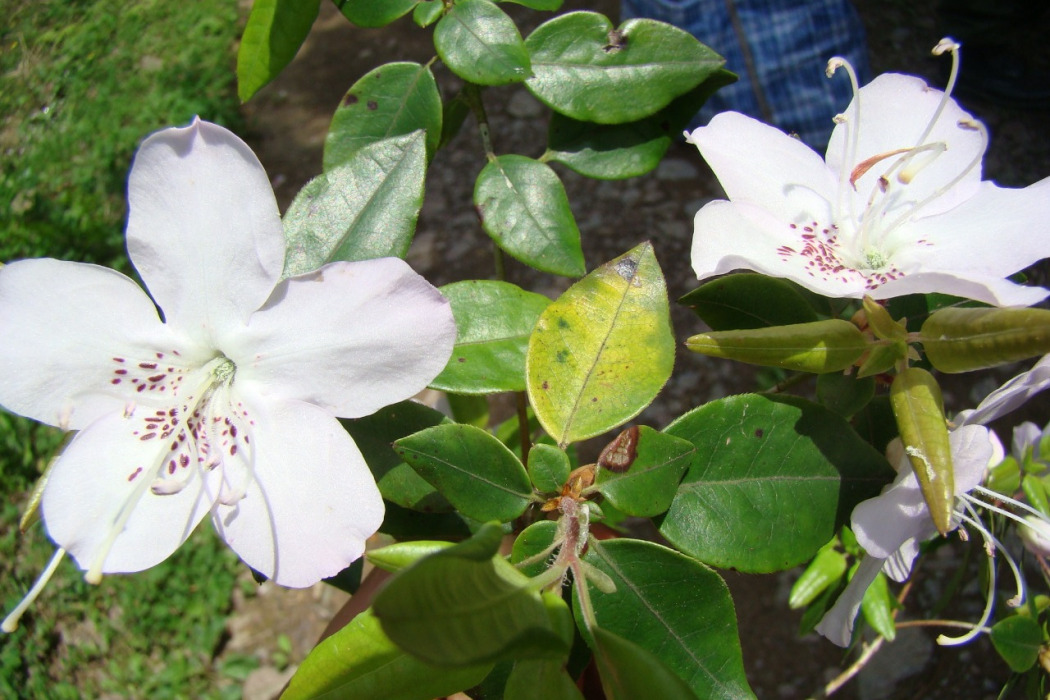 腺萼馬銀花杜鵑