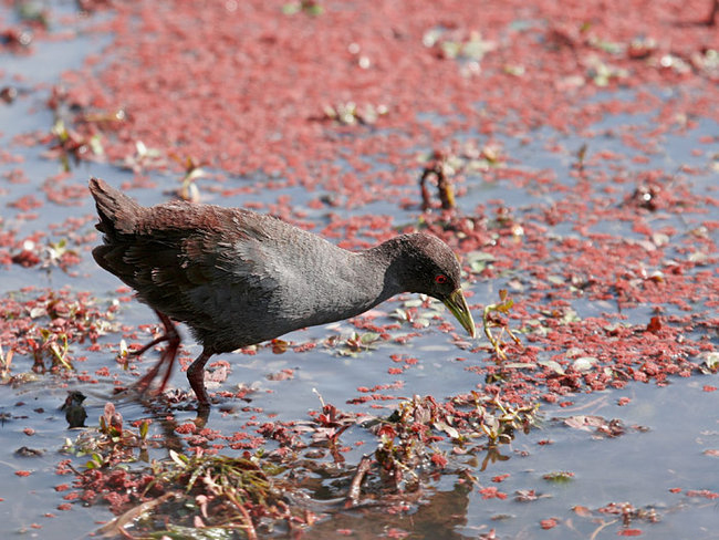 黑苦惡鳥