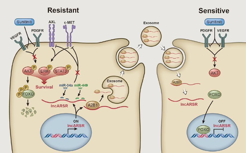 exosome