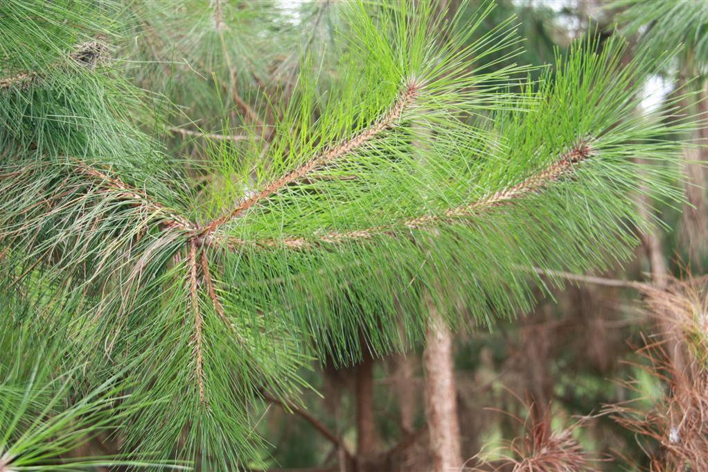 思茅松景洪家系11號