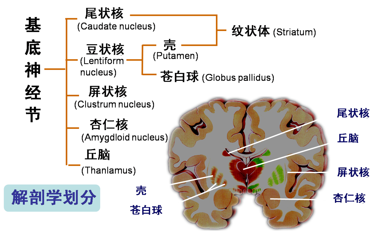 杏仁體