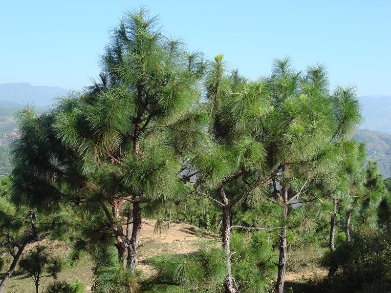 拉巴密村自然資源－經濟林