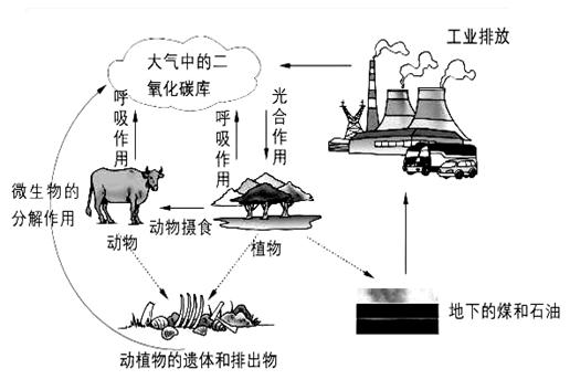 二氧化碳(co2)